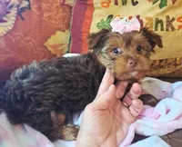 Akc Lizzy, a female Yorkshire Terrier for sale in Star City, IN – 4 of 7