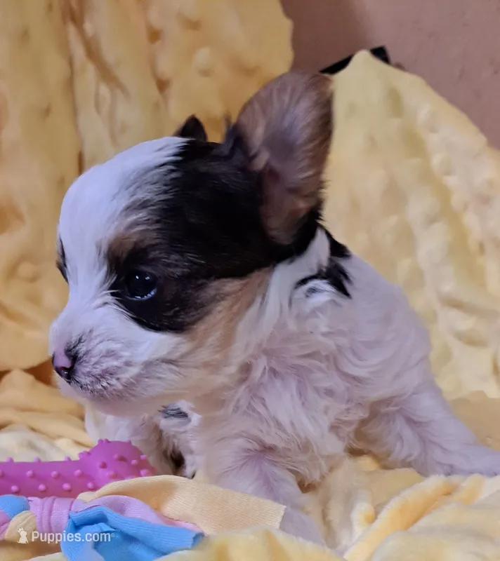 AKC Dolly  – Yorkshire Terrier puppy for sale in Star City, IN