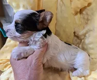 AKC Dolly , a female Yorkshire Terrier for sale in Star City, IN – 2 of 4