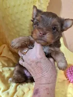 Akc Penny, a female Yorkshire Terrier for sale in Star City, IN – 5 of 5