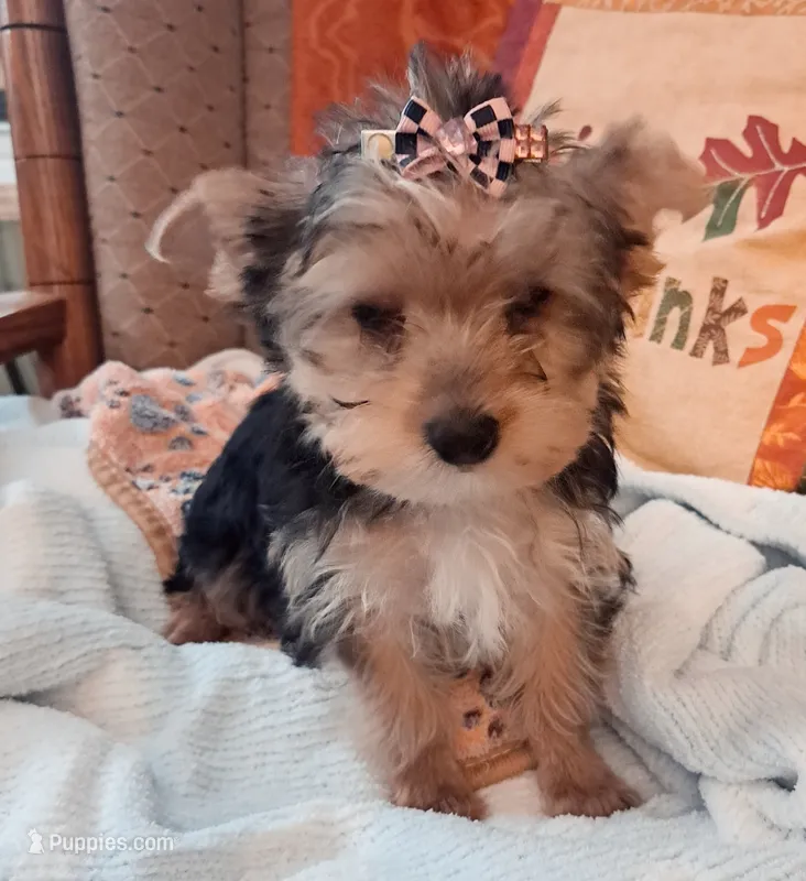 Akc Luna – Yorkshire Terrier puppy for sale in Star City, IN