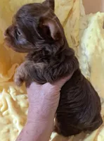 Akc Penny, a female Yorkshire Terrier for sale in Star City, IN – 2 of 5