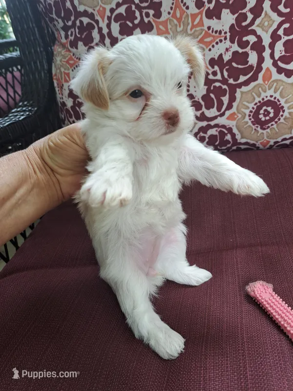 Akc Ivory  – Yorkshire Terrier puppy for sale in Star City, IN