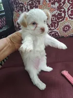 Akc Ivory , a female Yorkshire Terrier for sale in Star City, IN – 1 of 5
