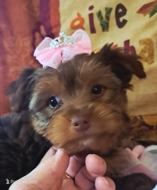 Akc Lizzy – Yorkshire Terrier puppy for sale in Star City, IN