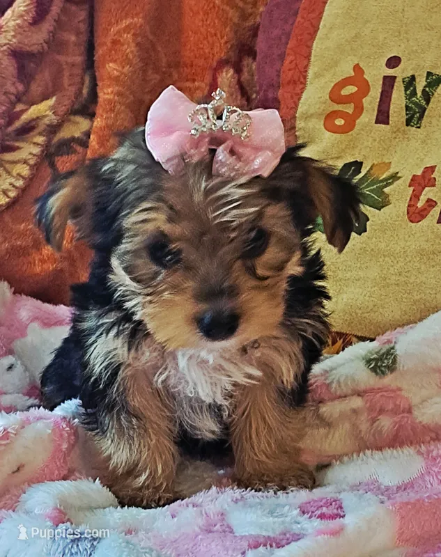 Akc Luna – Yorkshire Terrier puppy for sale in Star City, IN