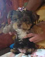 Akc Penny, a female Yorkshire Terrier for sale in Star City, IN – 6 of 9