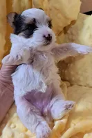 AKC Dolly , a female Yorkshire Terrier for sale in Star City, IN – 4 of 4