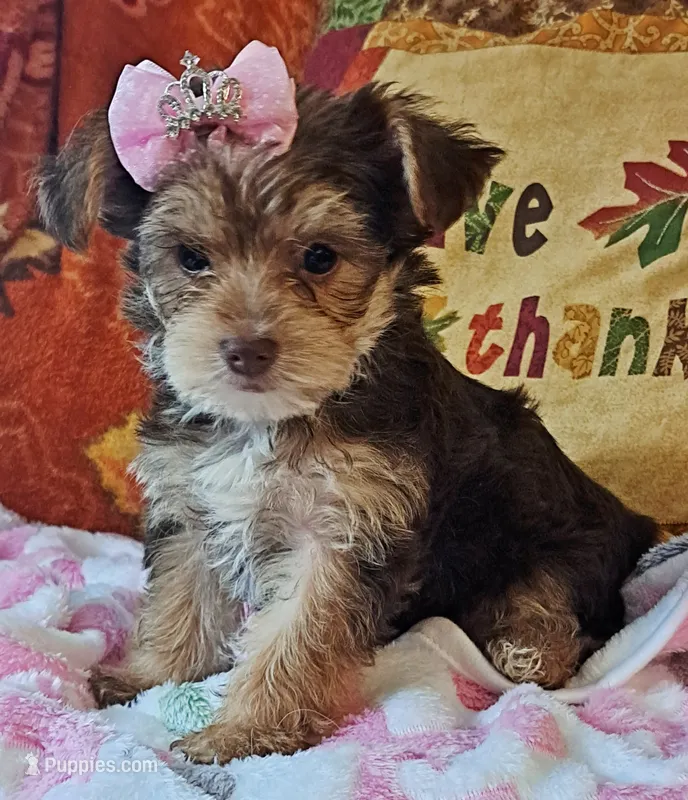 Akc Rosie  – Yorkshire Terrier puppy for sale in Star City, IN
