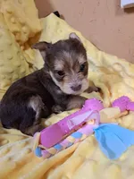 Akc Rosie , a female Yorkshire Terrier for sale in Star City, IN – 3 of 7