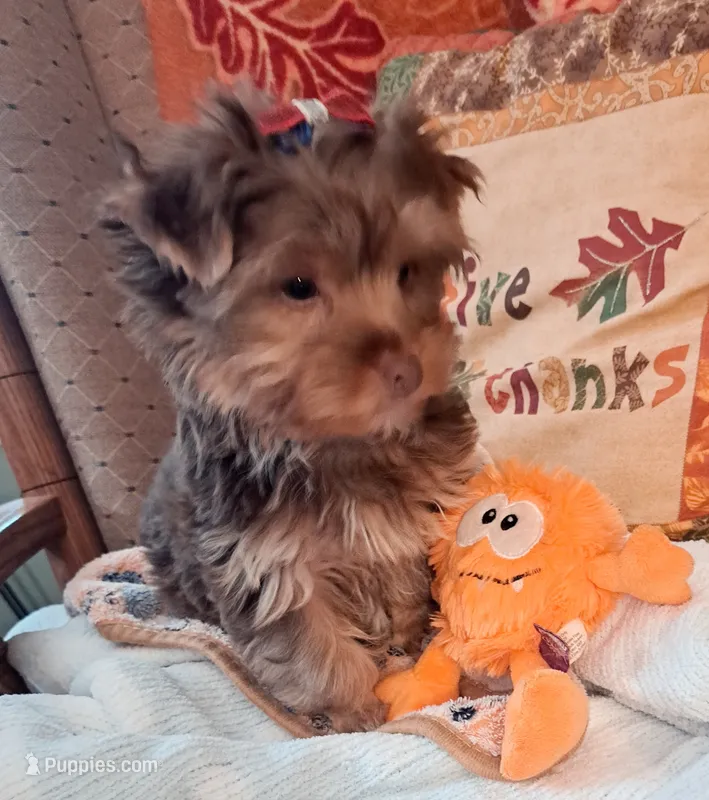 Akc Lizzy – Yorkshire Terrier puppy for sale in Star City, IN