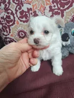 Akc Sugar, a female Yorkshire Terrier for sale in Star City, IN – 3 of 5