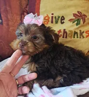 Akc Lizzy, a female Yorkshire Terrier for sale in Star City, IN – 3 of 7
