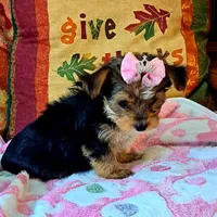 Akc Luna, a female Yorkshire Terrier for sale in Star City, IN – 3 of 10