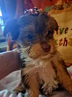 Akc Penny, a female Yorkshire Terrier for sale in Star City, IN – 3 of 9