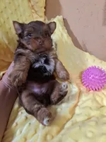 Akc Penny, a female Yorkshire Terrier for sale in Star City, IN – 4 of 5