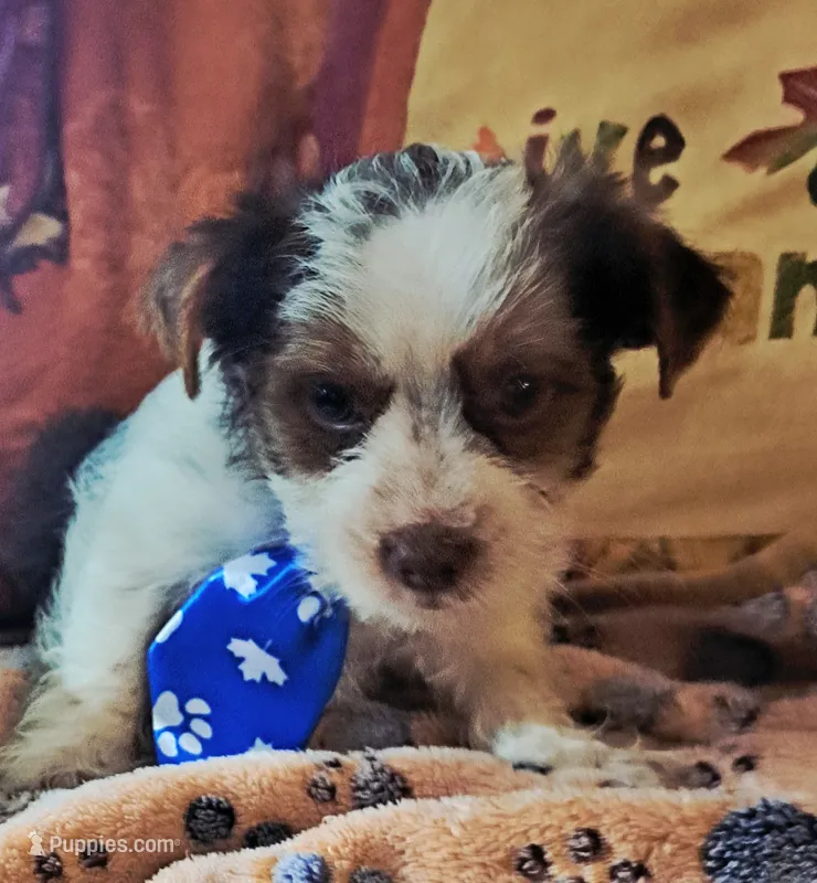 Akc Cooper  – Yorkshire Terrier puppy for sale in Star City, IN