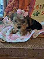 Akc Luna, a female Yorkshire Terrier for sale in Star City, IN – 7 of 10
