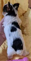 AKC Dolly , a female Yorkshire Terrier for sale in Star City, IN – 3 of 4