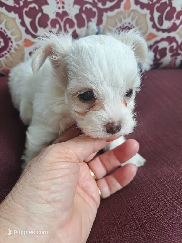 Akc Sugar – Yorkshire Terrier puppy for sale in Star City, IN