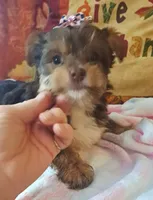Akc Penny, a female Yorkshire Terrier for sale in Star City, IN – 4 of 9