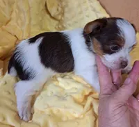 Akc Cooper , a male Yorkshire Terrier for sale in Star City, IN – 5 of 5