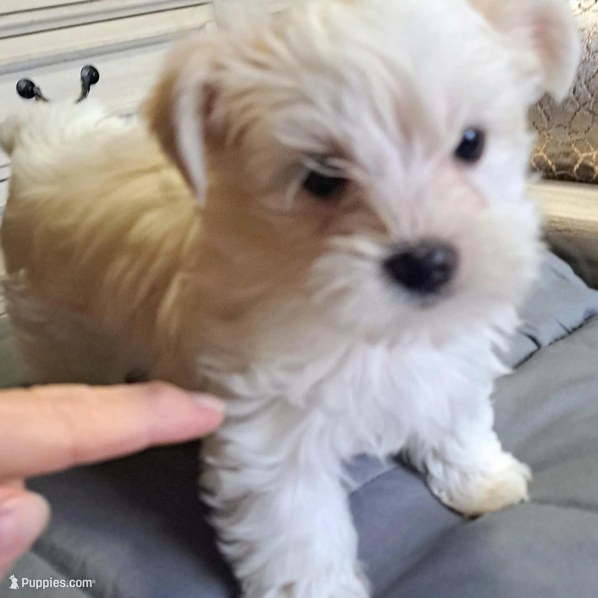 Cotton Ball, a male Yorkshire Terrier for sale in Star City, IN – Photo 7 of 9