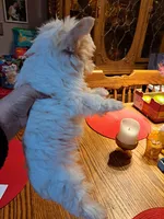 Cotton Ball, a male Yorkshire Terrier for sale in Star City, IN – Photo 2 of 7