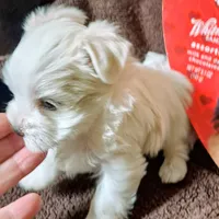 Cotton Ball, a male Yorkshire Terrier for sale in Star City, IN – Photo 6 of 7