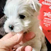 Cotton Ball, a male Yorkshire Terrier for sale in Star City, IN – Photo 5 of 7