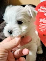 Cotton Ball, a male Yorkshire Terrier for sale in Star City, IN – Photo 1 of 9