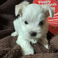 Cotton Ball, a male Yorkshire Terrier for sale in Star City, IN – Photo 6 of 9
