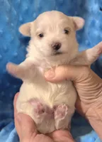 Cotton Ball, a male Yorkshire Terrier for sale in Star City, IN – Photo 2 of 9