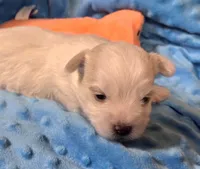 Cotton Ball, a male Yorkshire Terrier for sale in Star City, IN – Photo 3 of 9