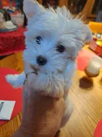 Cotton Ball, a male Yorkshire Terrier for sale in Star City, IN – Photo 1 of 7