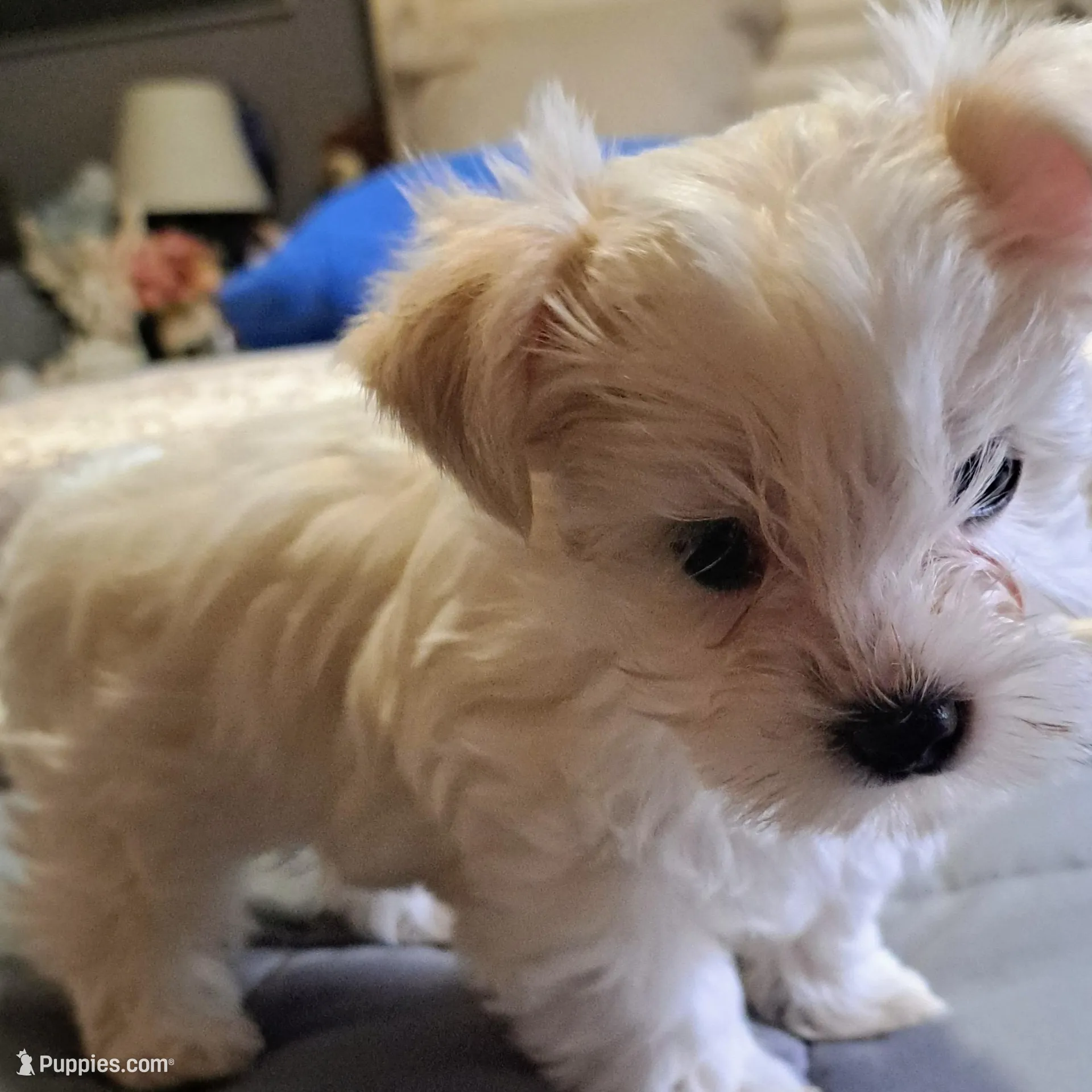 Cotton Ball, a male Yorkshire Terrier for sale in Star City, IN – Photo 9 of 9