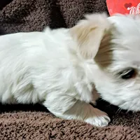 Cotton Ball, a male Yorkshire Terrier for sale in Star City, IN – Photo 3 of 7