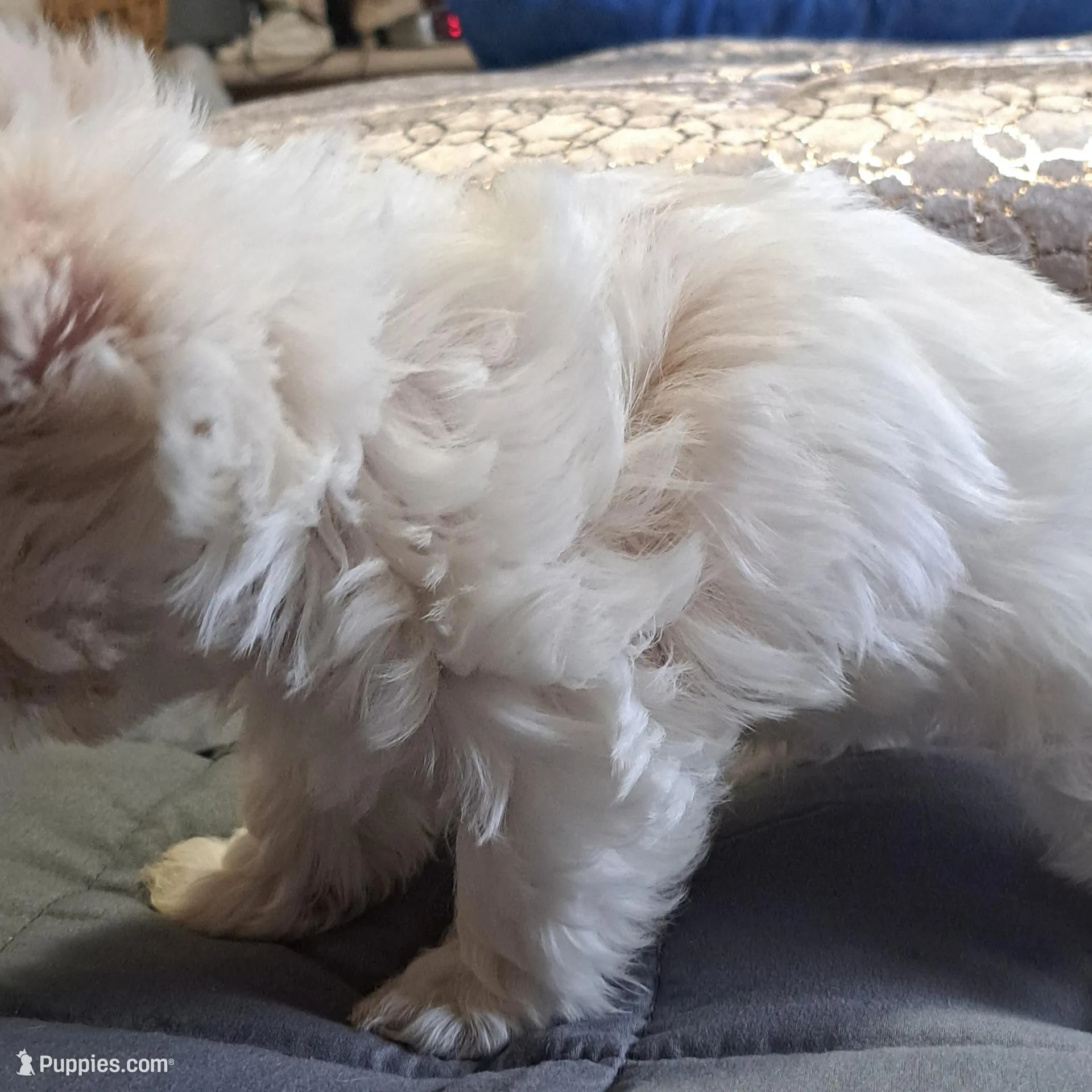 Cotton Ball, a male Yorkshire Terrier for sale in Star City, IN – Photo 8 of 9