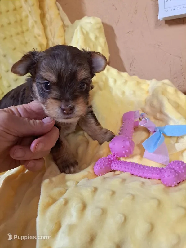 Akc Lizzy – Yorkshire Terrier puppy for sale in Star City, IN
