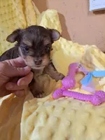 Akc Lizzy, a female Yorkshire Terrier for sale in Star City, IN – 1 of 4