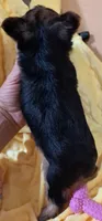 Akc Luna, a female Yorkshire Terrier for sale in Star City, IN – 2 of 4