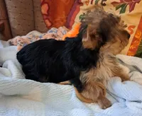 Akc Luna, a female Yorkshire Terrier for sale in Star City, IN – 8 of 10