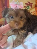 Akc Lizzy, a female Yorkshire Terrier for sale in Star City, IN – 2 of 7