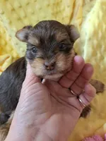 Akc Lizzy, a female Yorkshire Terrier for sale in Star City, IN – 3 of 4
