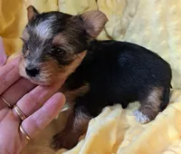 Akc Luna, a female Yorkshire Terrier for sale in Star City, IN – 3 of 4