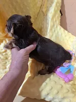 Akc Lizzy, a female Yorkshire Terrier for sale in Star City, IN – 4 of 4