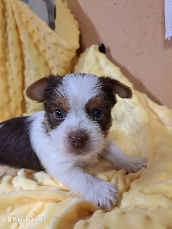 Akc Cooper  – Yorkshire Terrier puppy for sale in Star City, IN
