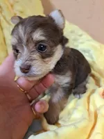 Akc Rosie , a female Yorkshire Terrier for sale in Star City, IN – 7 of 7