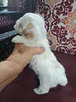 Akc Ivory , a female Yorkshire Terrier for sale in Star City, IN – 5 of 5