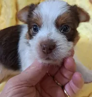 Akc Cooper , a male Yorkshire Terrier for sale in Star City, IN – 3 of 5